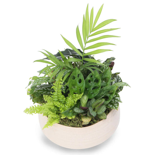 Ceramic Mixed Indoor Plant Bowl