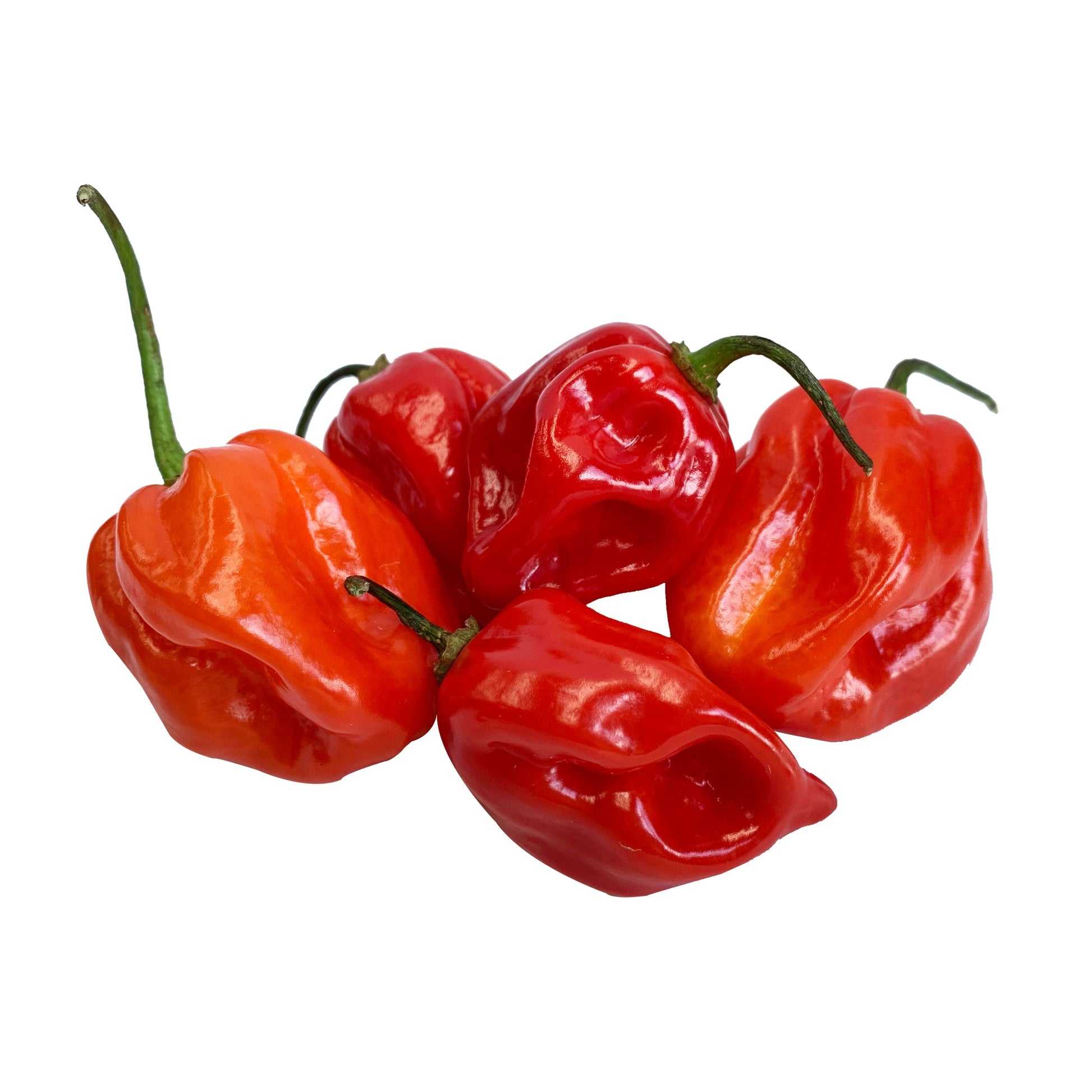 Chillies Habanero Red | Harris Farm Online