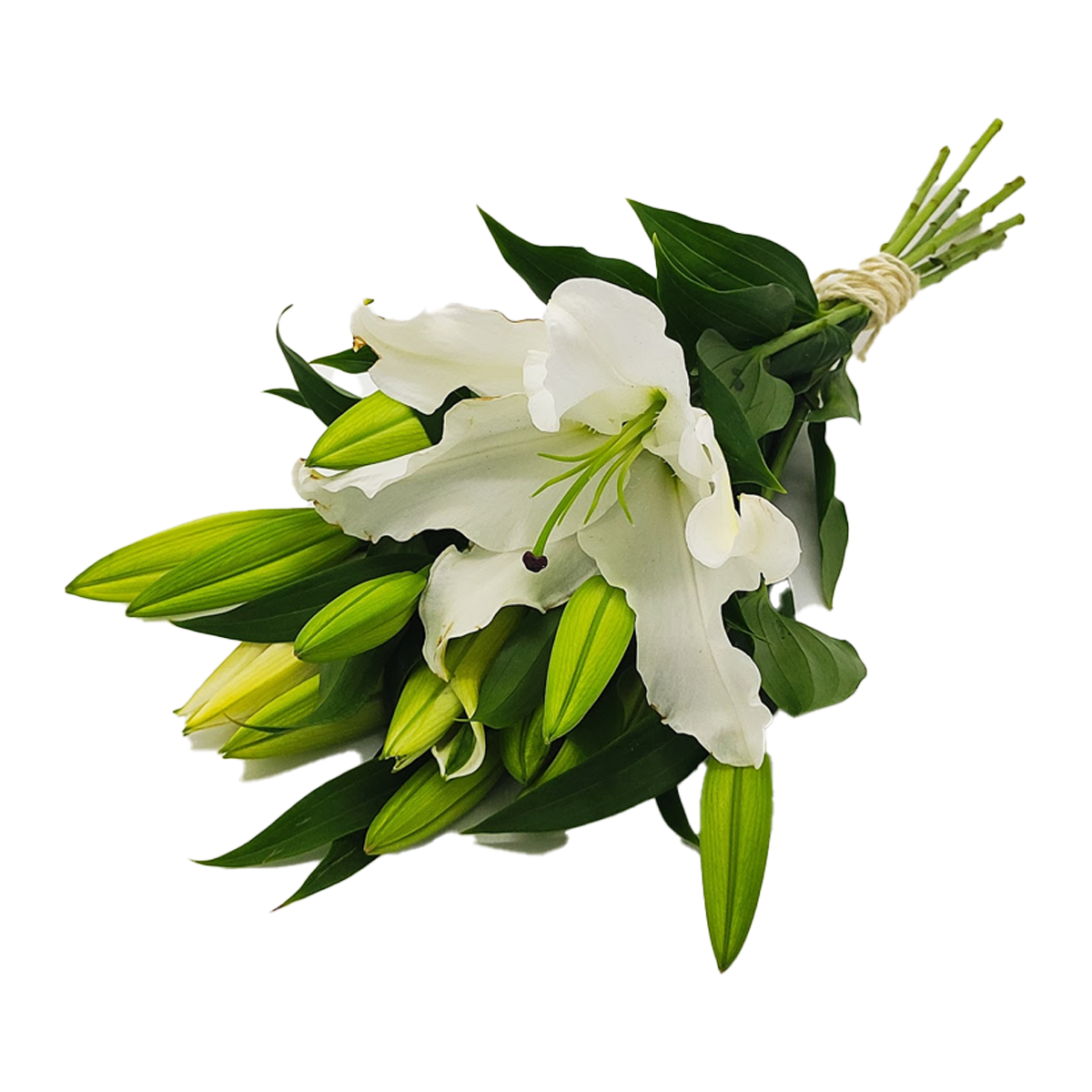 Flowers Oriental Lilies White Bunch