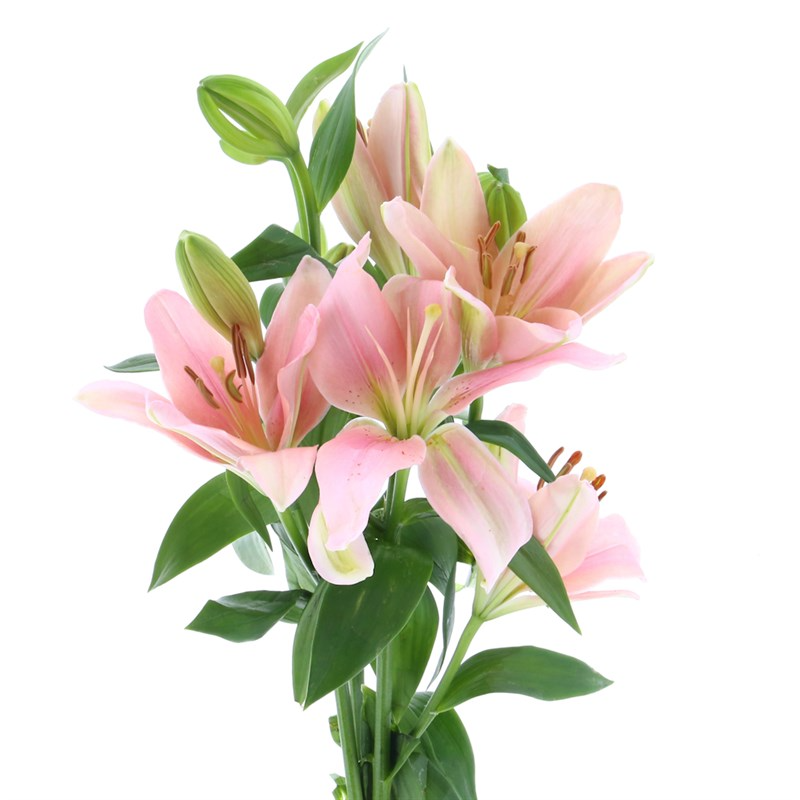 Asiatic Lillies | Harris Farm Online