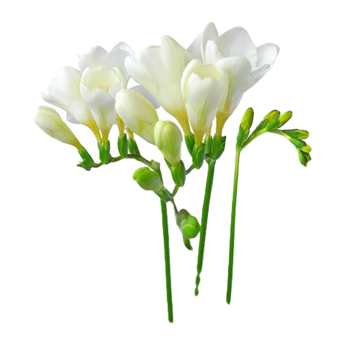 Flowers Freesia