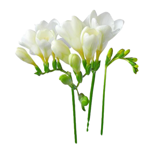 Flowers Freesia