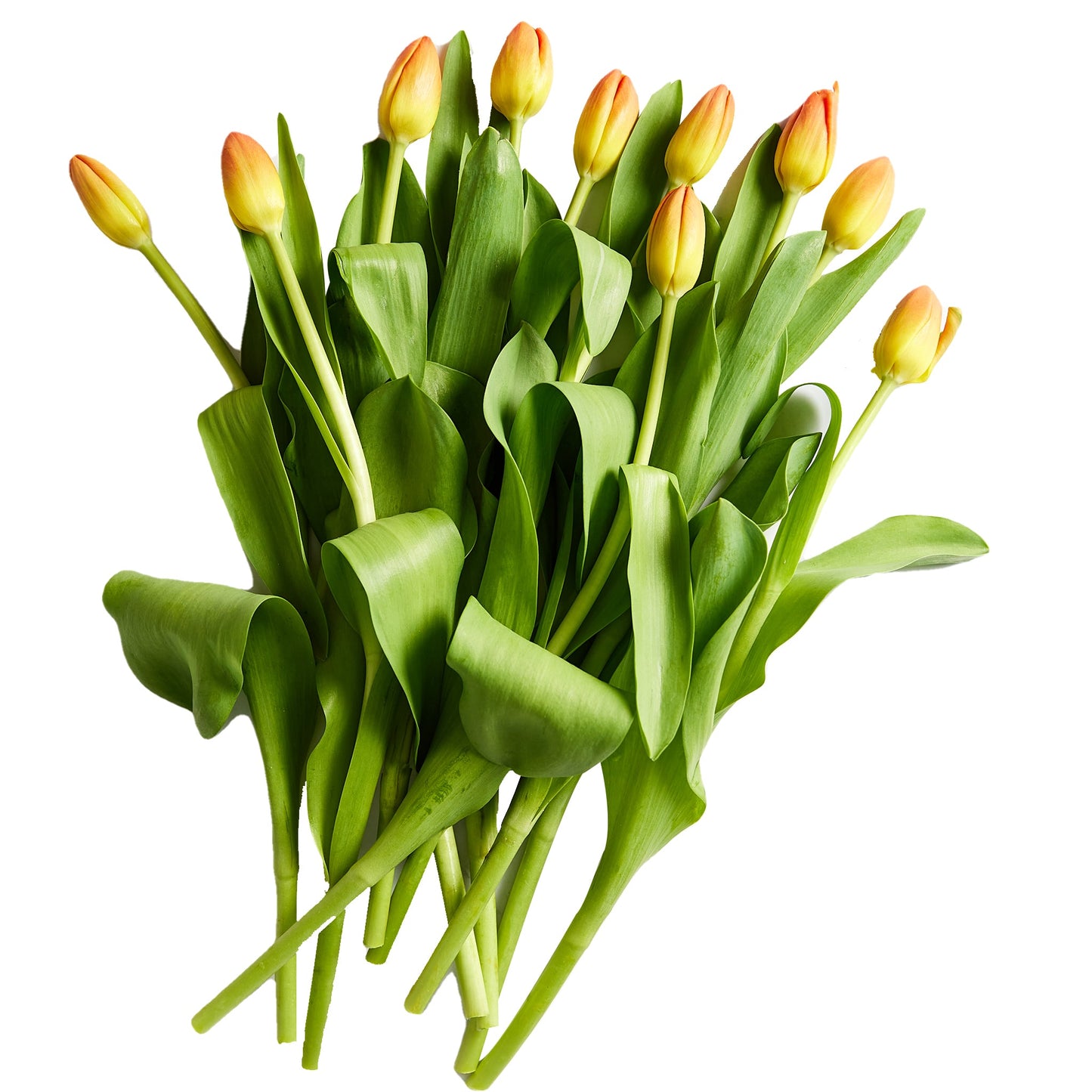 Flowers Tulips 10 Stem Bunch