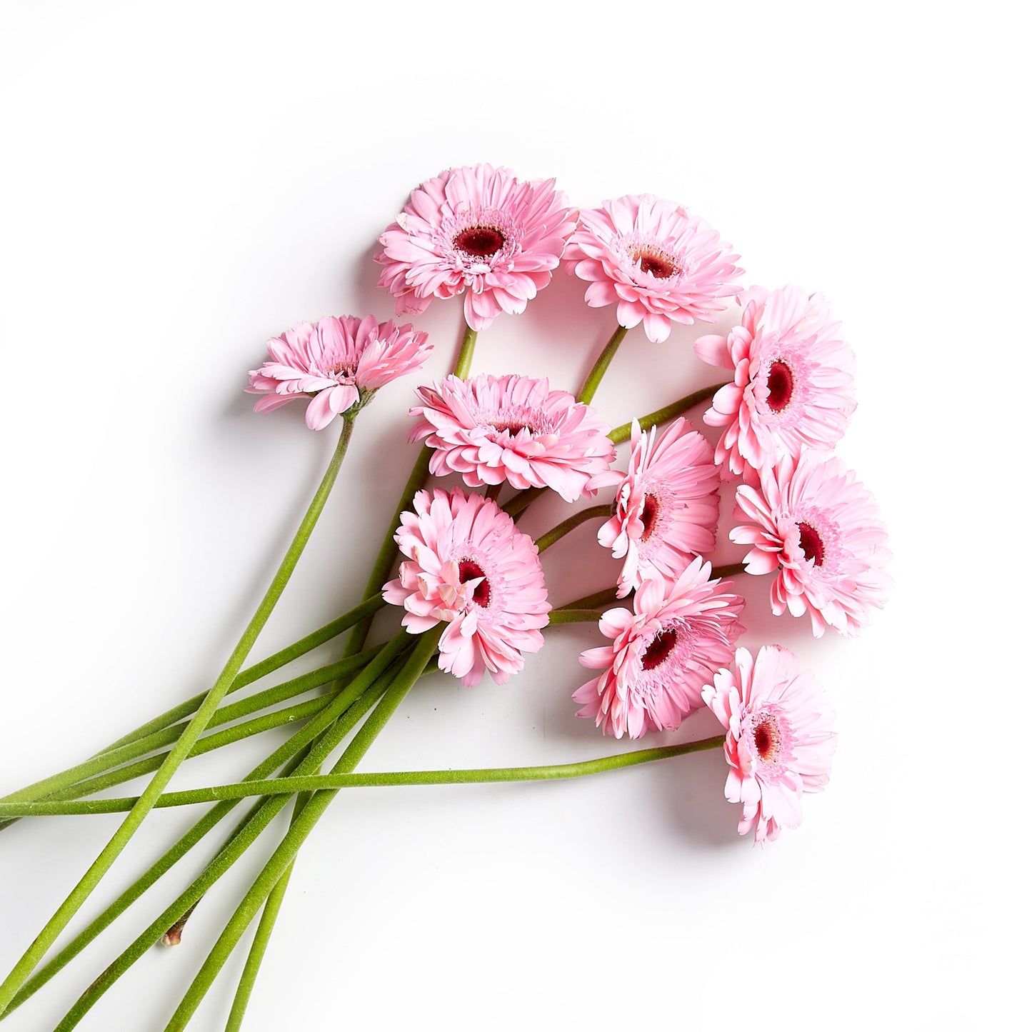 Flowers Gerberas 10 Stem Bunch