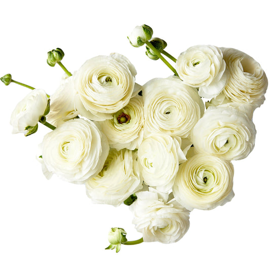 Flowers Ranunculus White  | Harris Farm Online