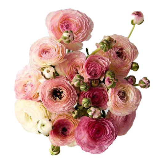 Flowers Ranunculus Bicolours | Harris Farm Online