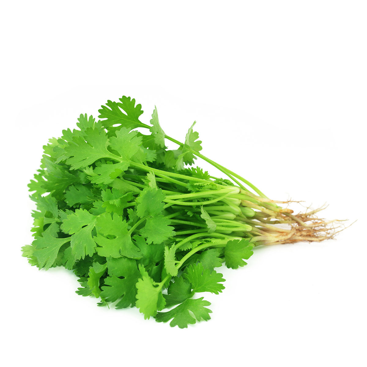 Fresh Herbs Coriander Bunch | Harris Farm Online