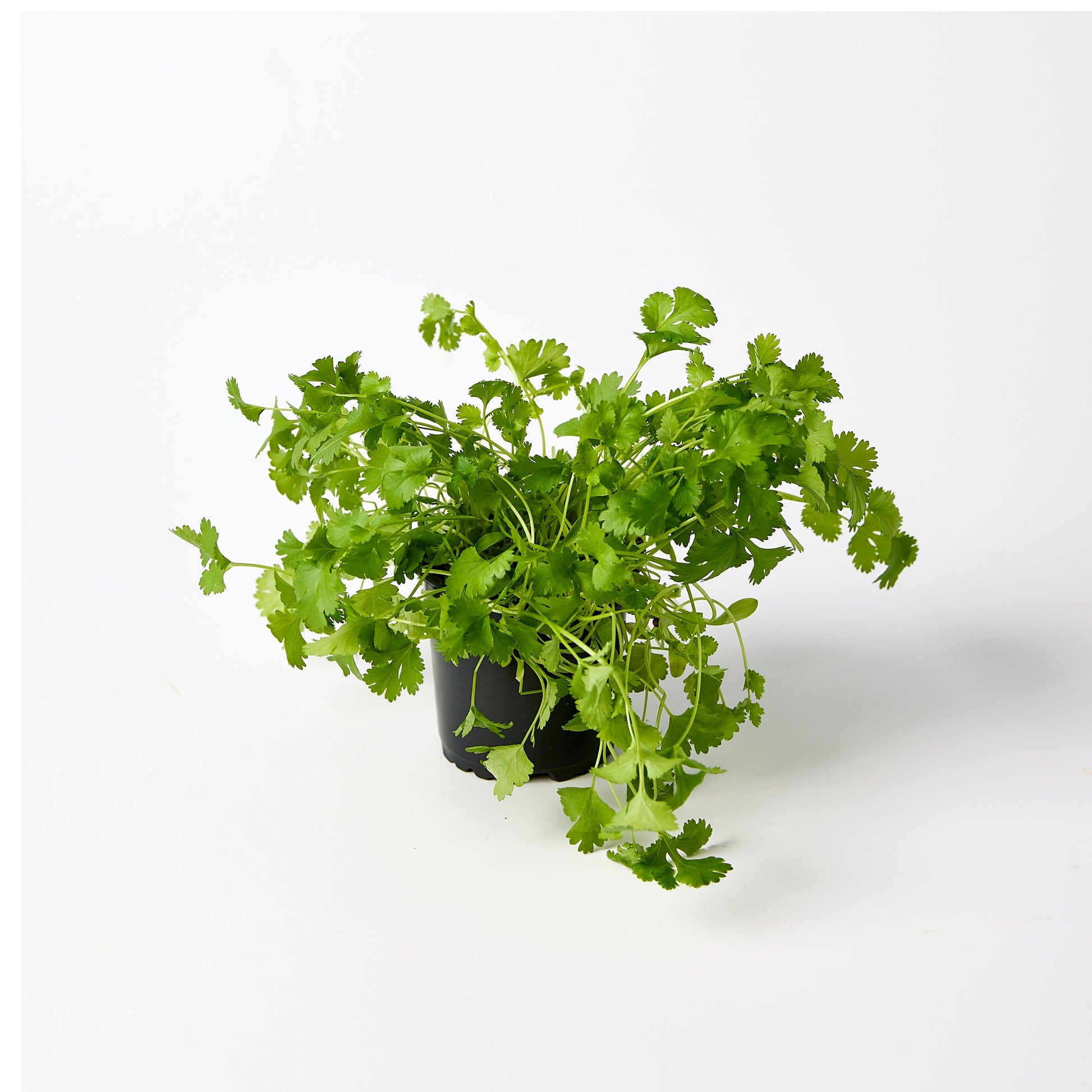 Coriander Herb Pot | Harris Farm Online