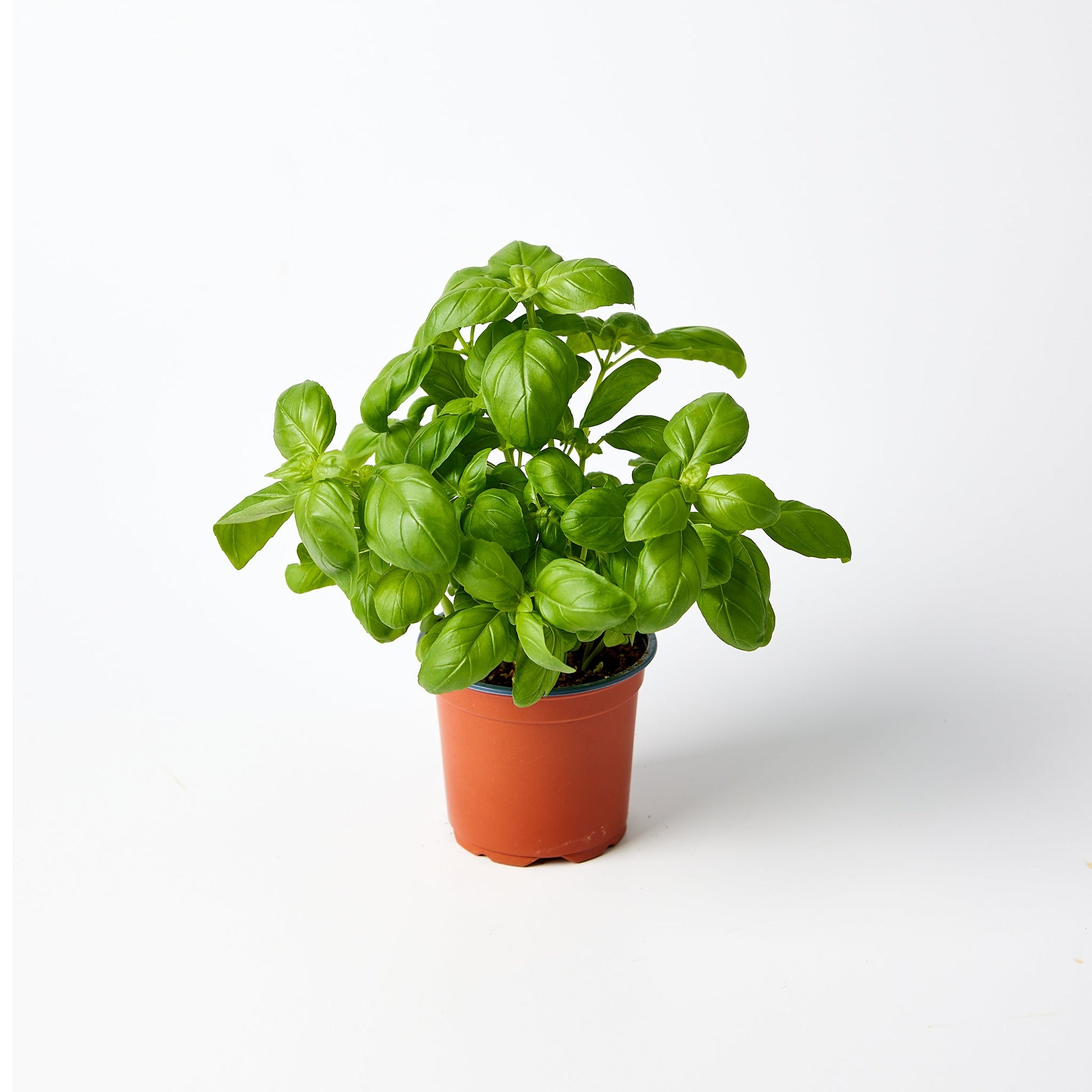 Basil Herb Pot | Harris Farm Online