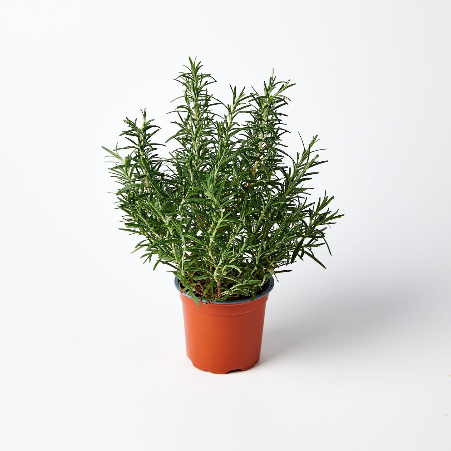 Rosemary Herb Pot | Harris Farm Online