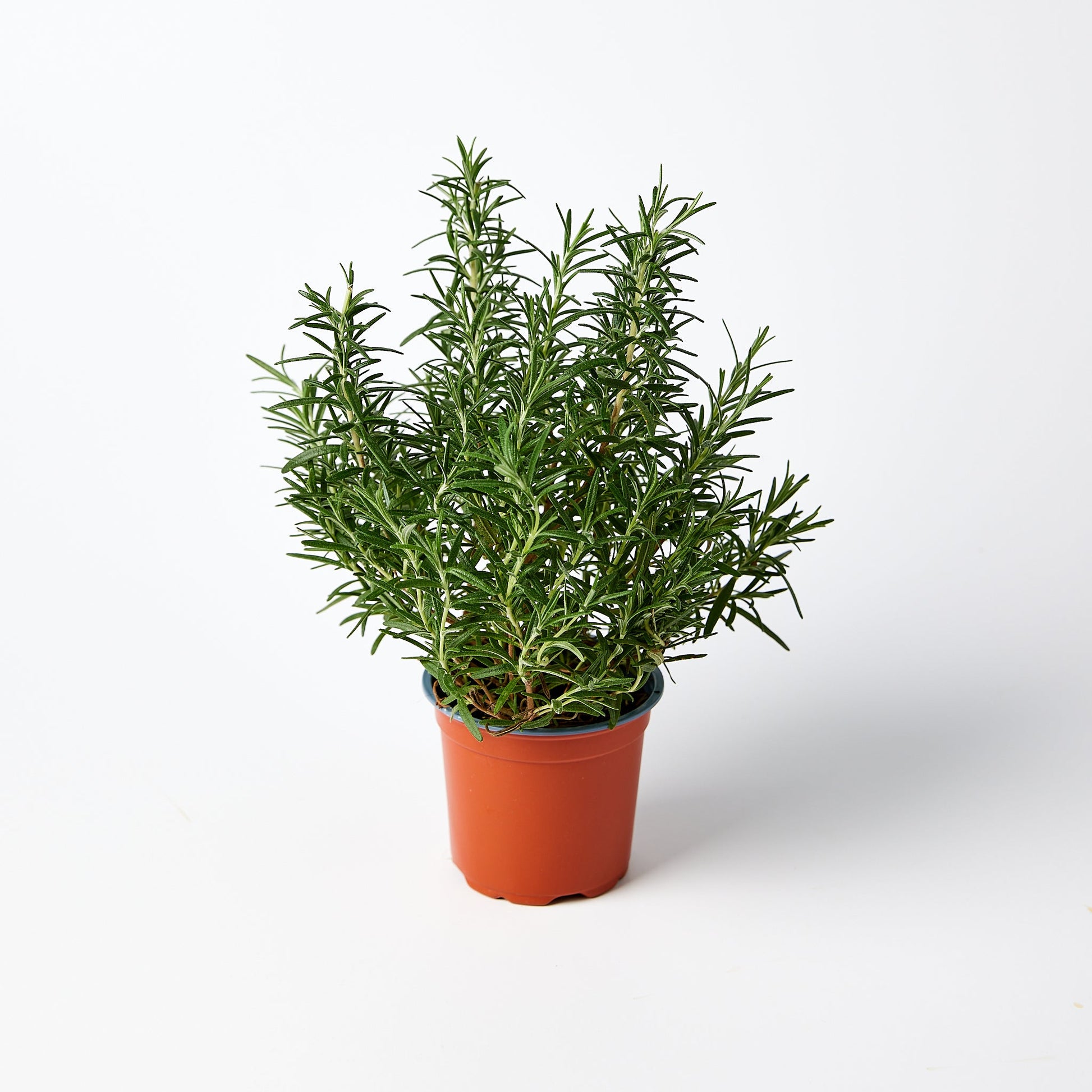 Rosemary Herb Pot | Harris Farm Online