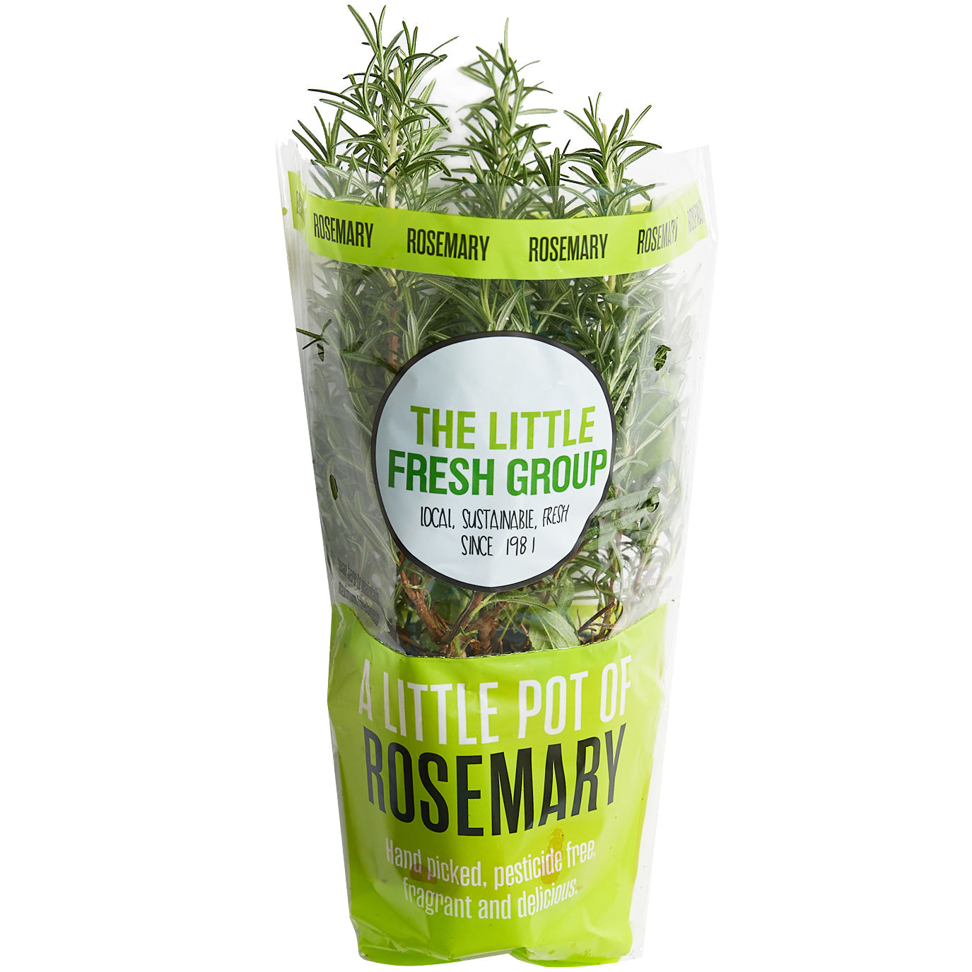 Rosemary Herb Pot | Harris Farm Online