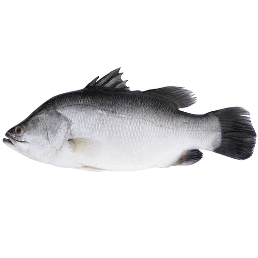 Fresh Barramundi Whole | Harris Farm Online