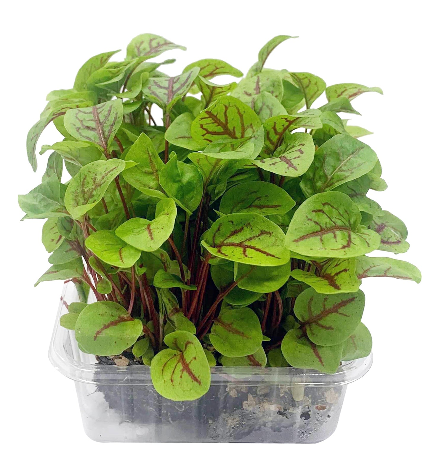 Micro Herbs Pot | Harris Farm Online