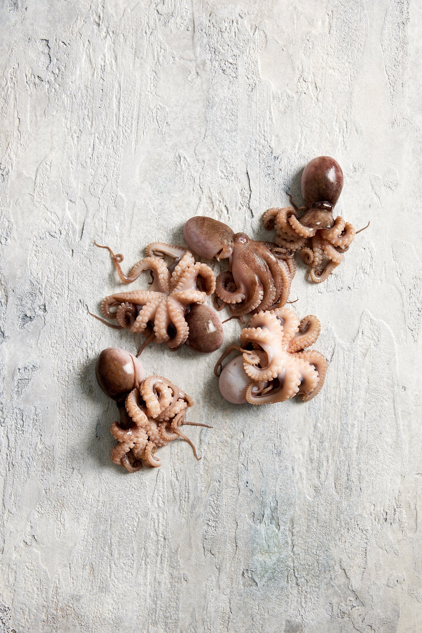 Fish in the Family Fresh Tenderised Med Octopus 500g