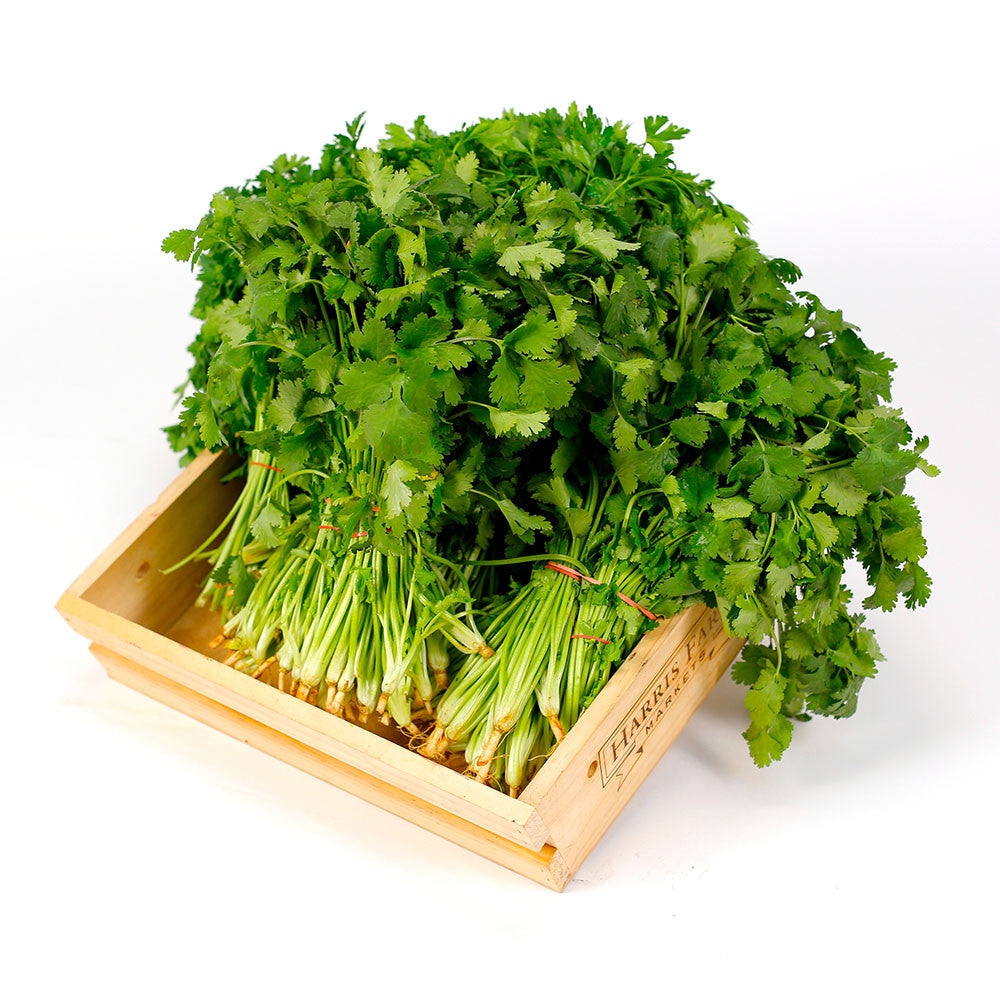 Coriander (6 bunches) | Harris Farm Online