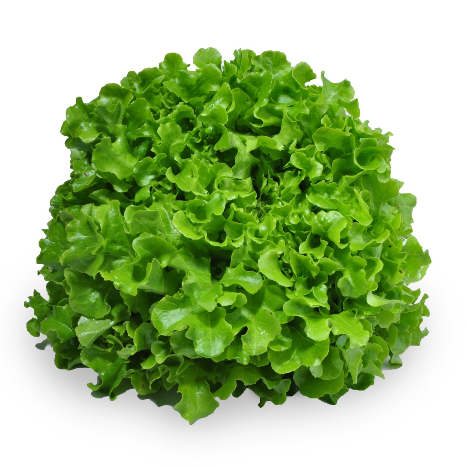  Lettuce Living Green Oak Leaves  | Harris Farm Online