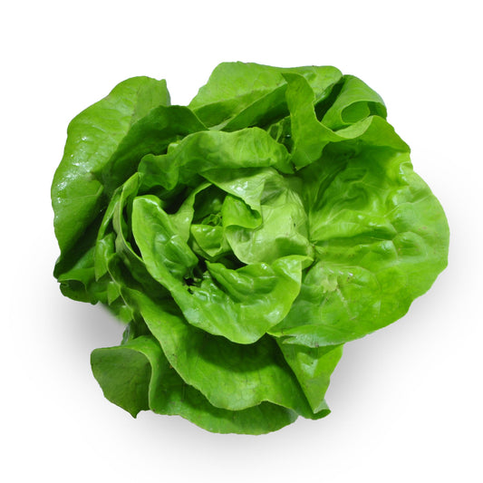 Lettuce Living - Butter Leaves | Harris Farm Markets