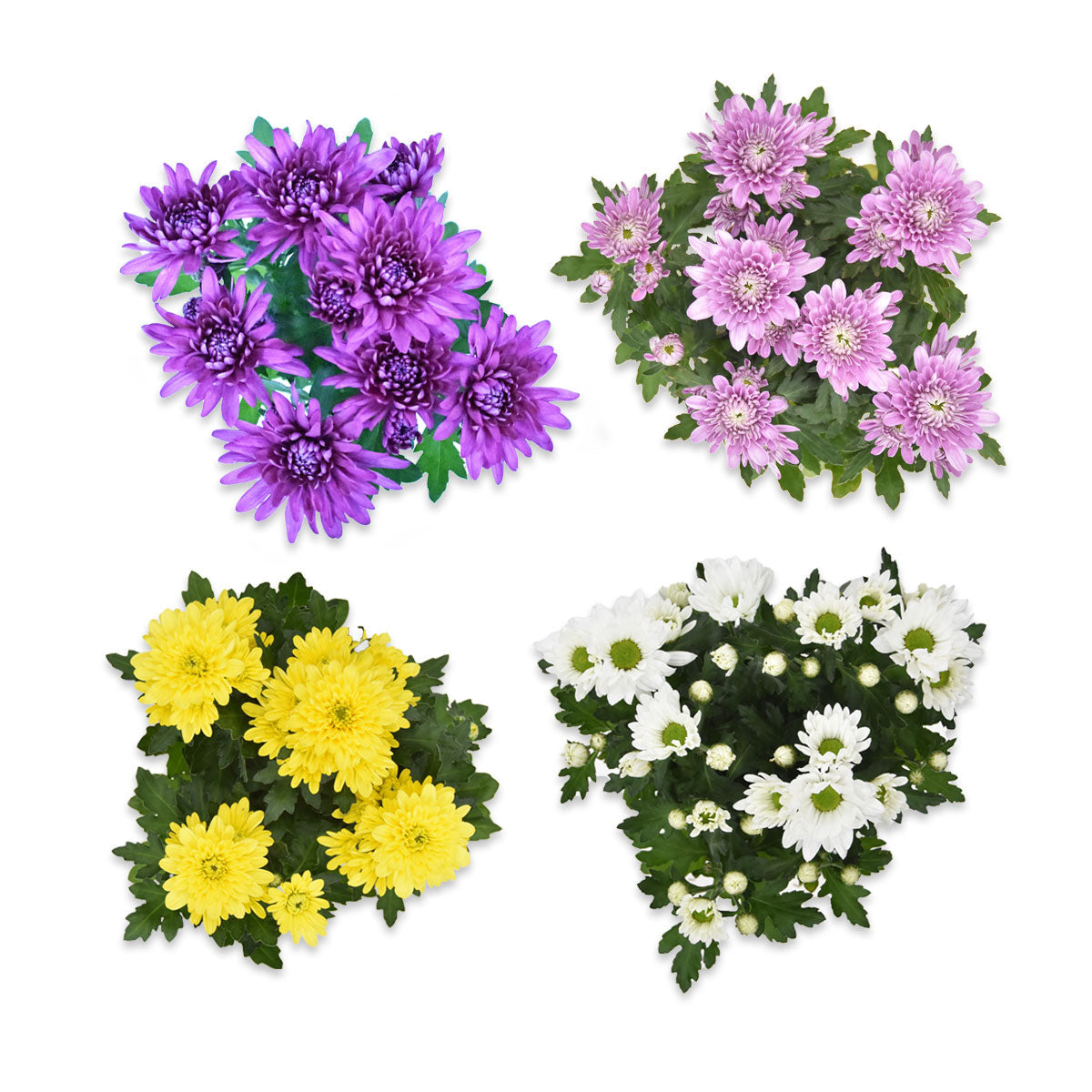 Flowers Small Chrysanthemum Plant | Harris Farm Online