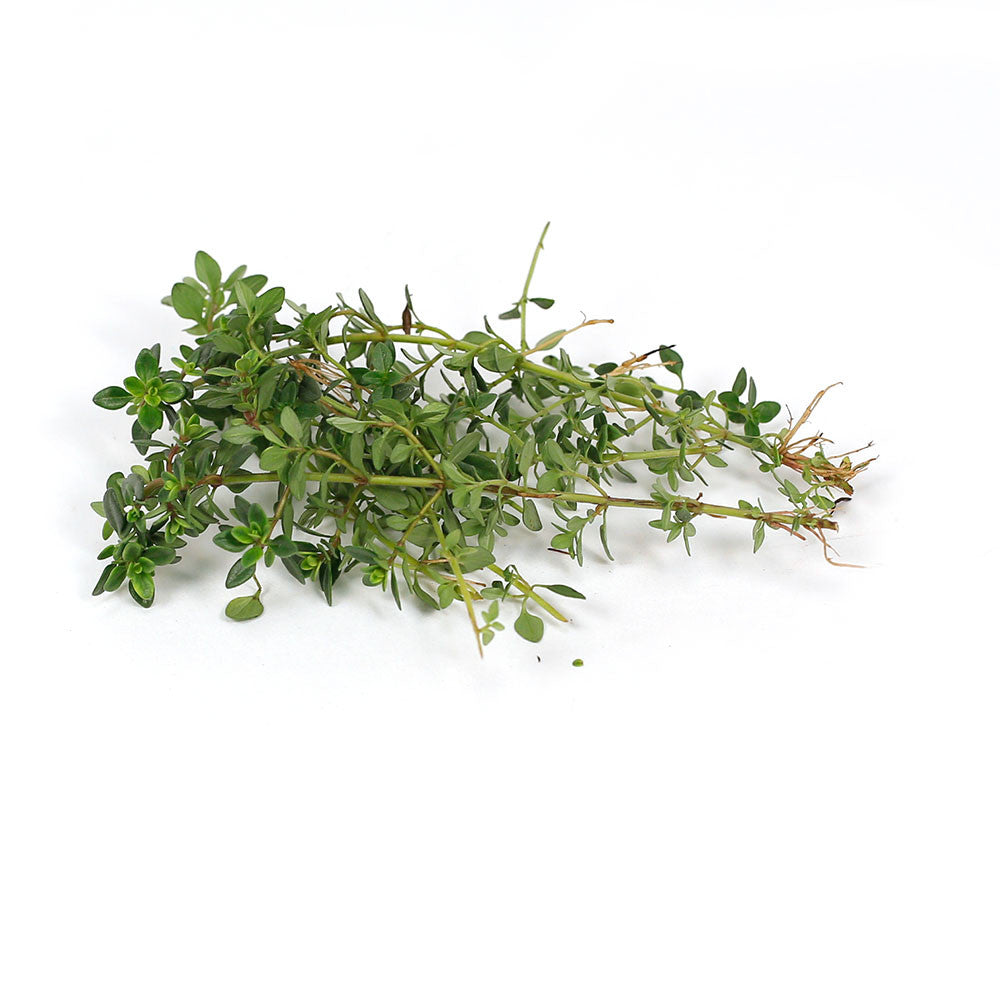 Thyme Lemon | Harris Farm Online