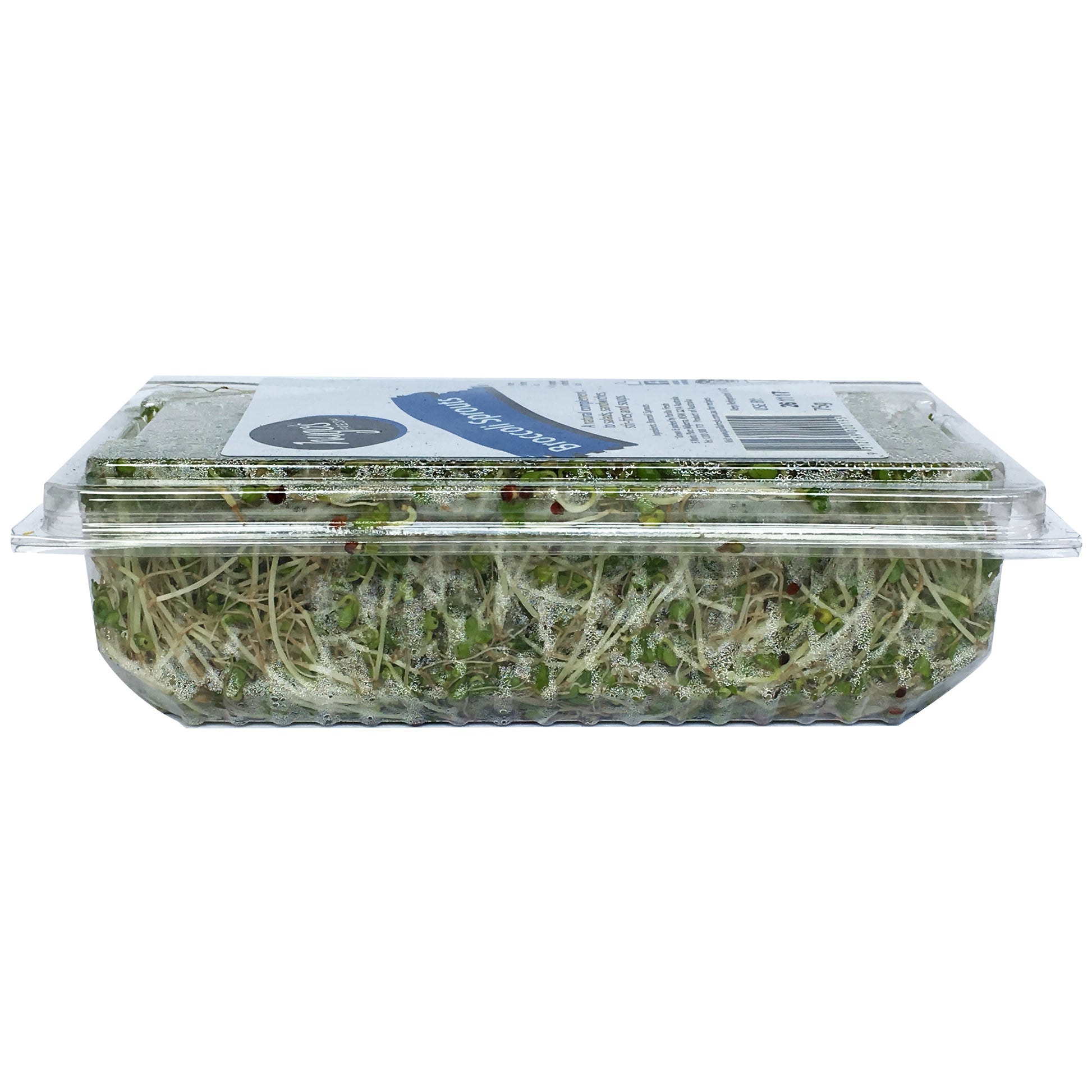 Sprouts - Broccoli Sprouts | Harris Farm Online