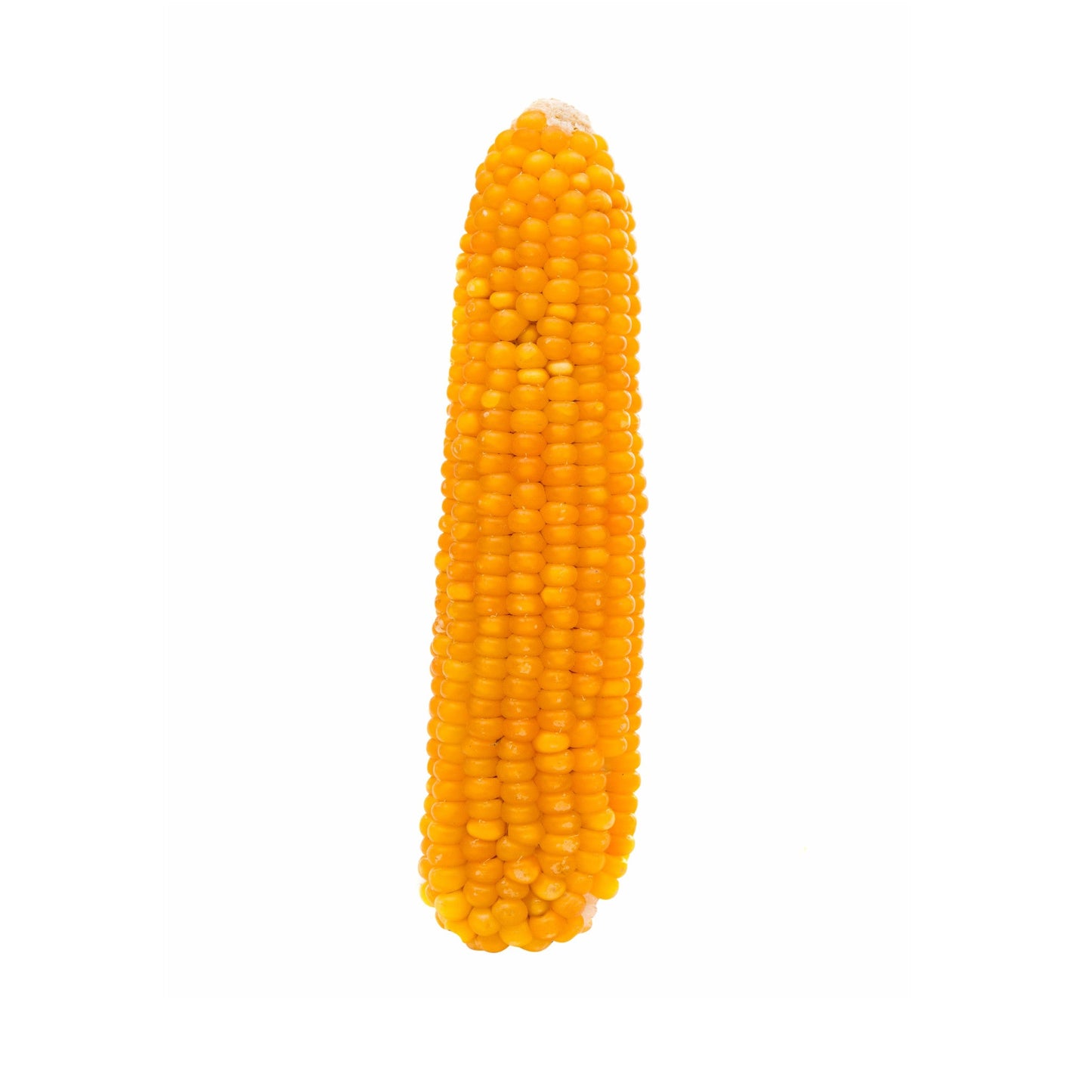 Popcorn on Cob (3 pack)