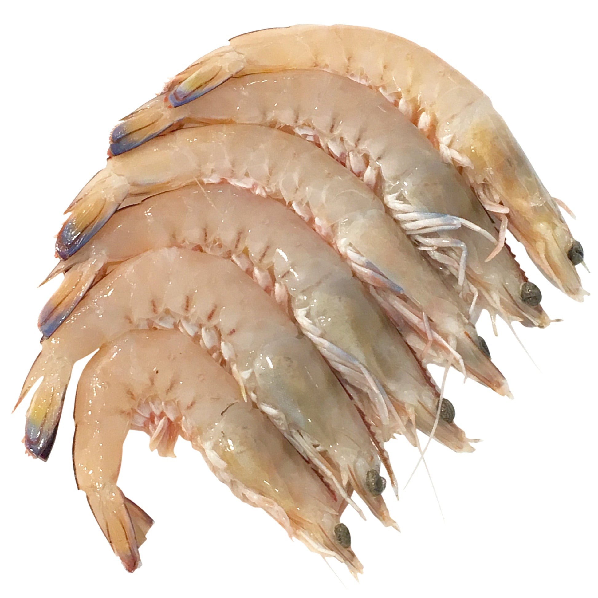 Prawns - King Medium Raw | Harris Farm Online