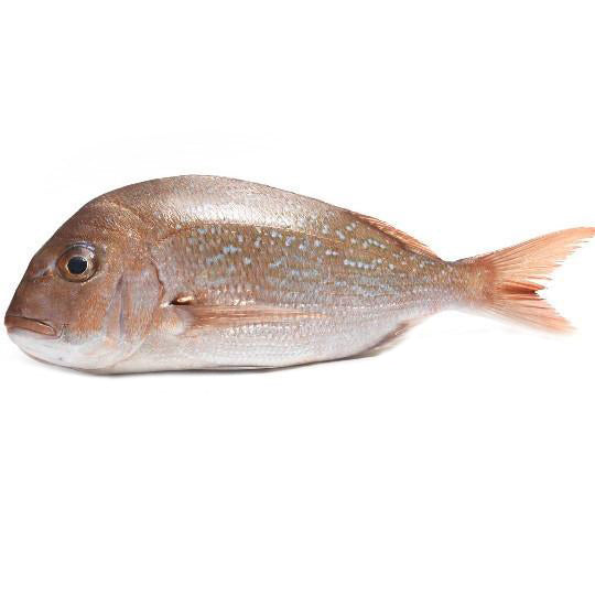 Fresh Medium Snapper | Harris Farm Online