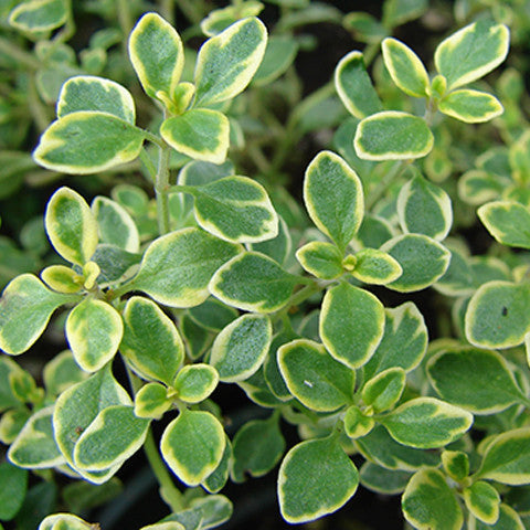 Thyme Lemon | Harris Farm Online